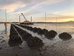 Nature-Based Solutions for Coastal Protection